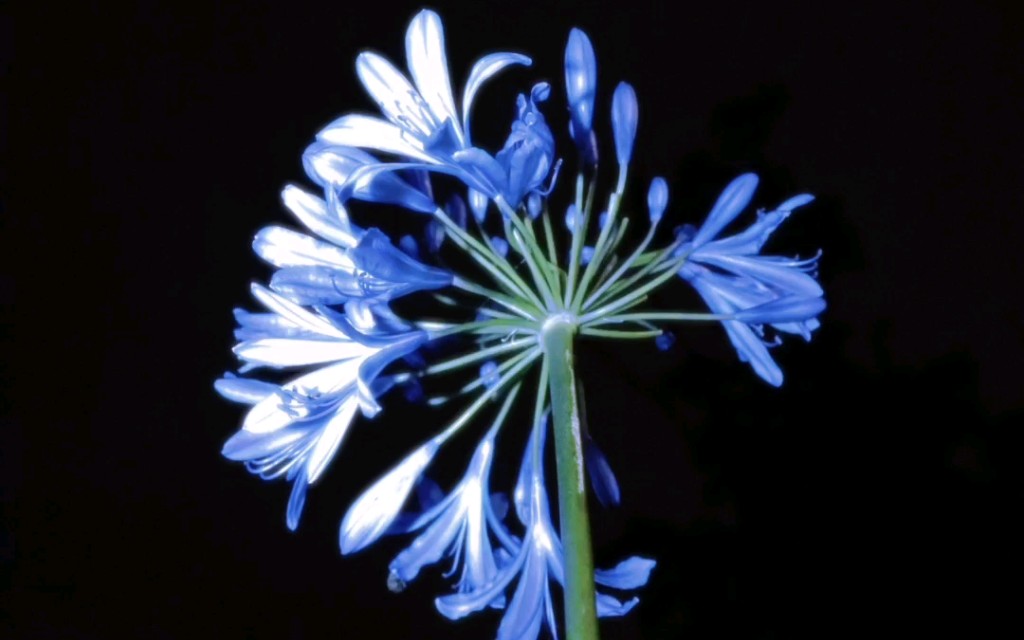 会发光的花