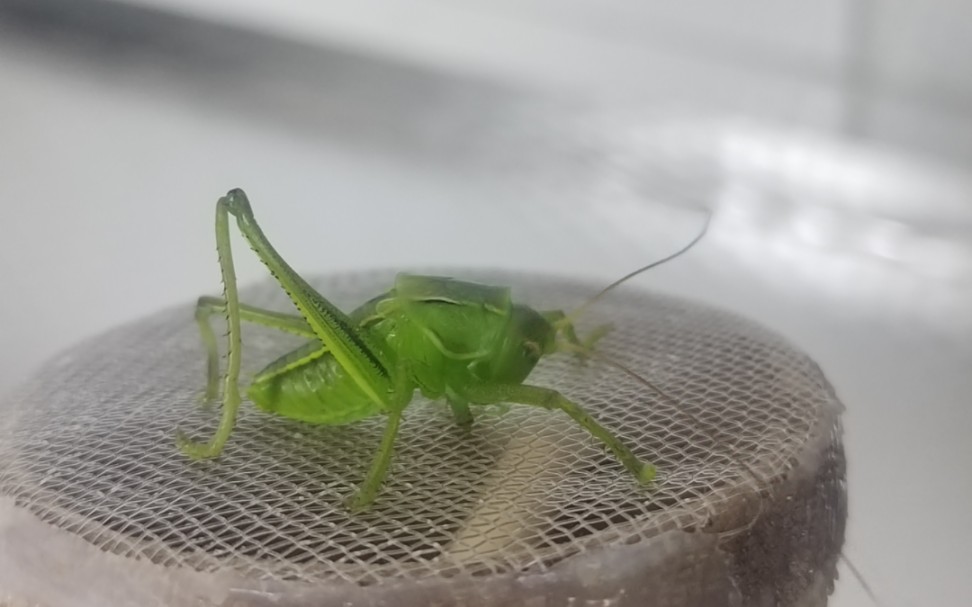 奇葩小蝈蝈,生与死的蜕变,简直是奇迹,祝它越变越好