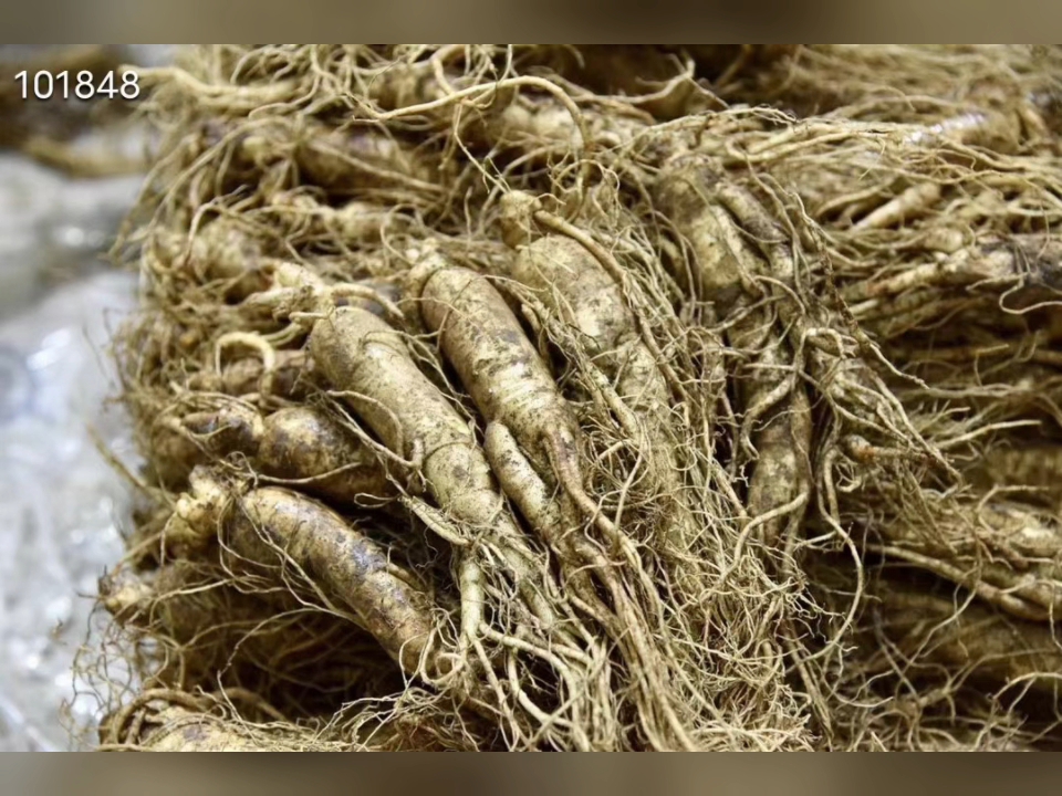 标准8头鲜人参包邮未经加工炮制,保持鲜活状态,营养价值高,药性和缓