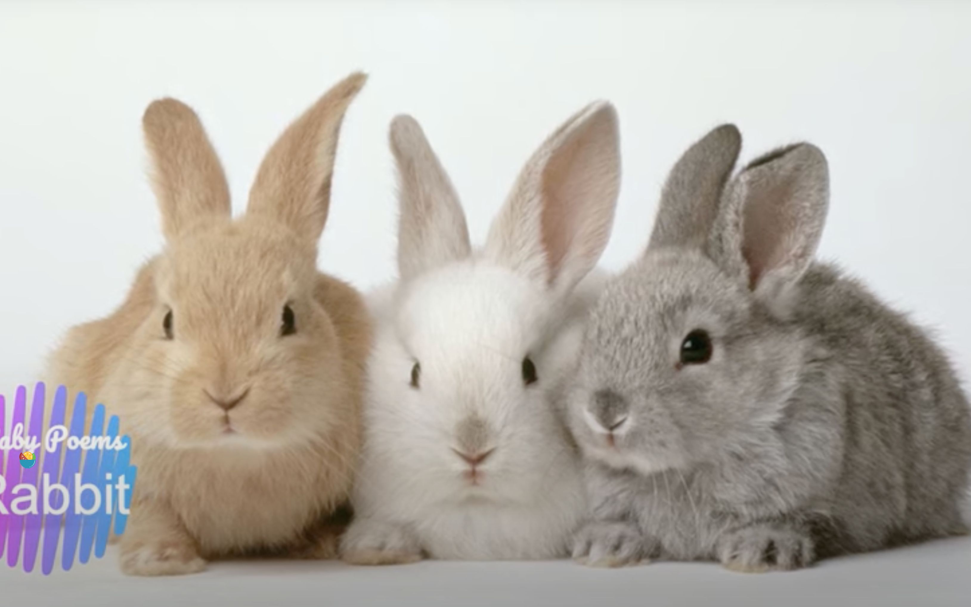 [图]兔子声效 | Animal Sounds (Rabbit) | Rabbit Sounds Effects