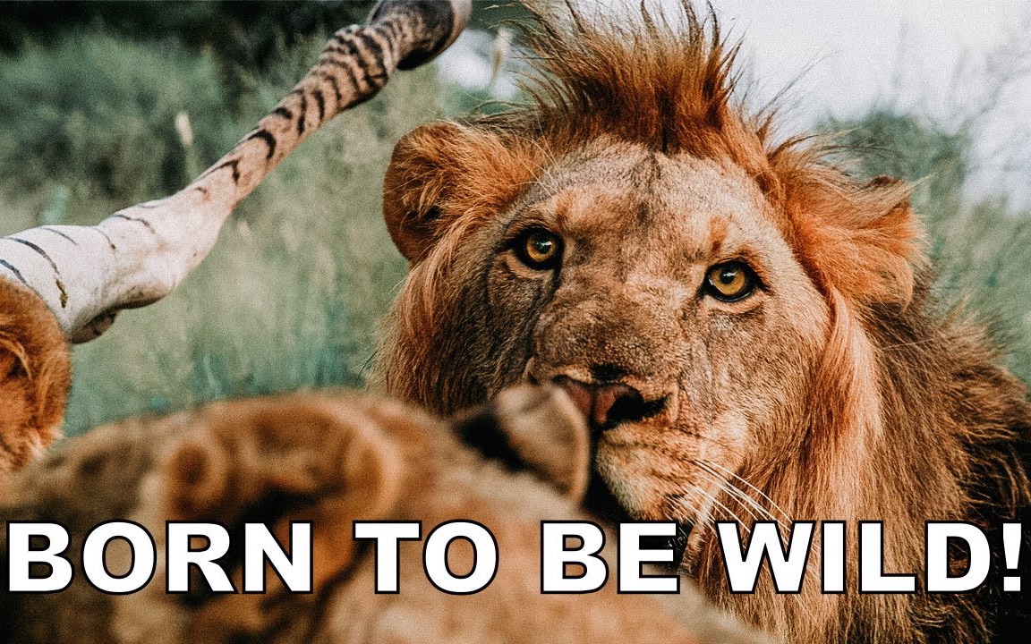 生 而 不 羁 「dean schneider」