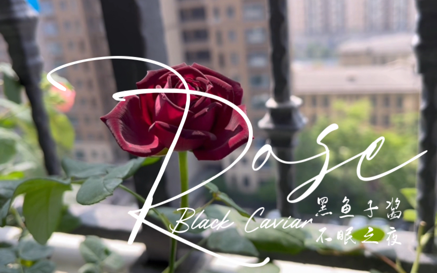 月季春花黑鱼子酱不眠之夜这红得发黑又泛着金属光泽的丝绒质感我真来