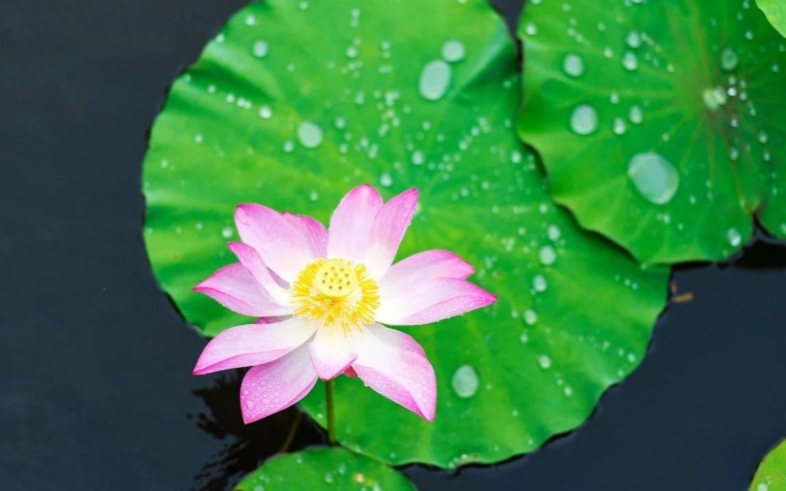 [图]今日立夏，一首《夏雨风荷》愿雨水风顺，健康平安！