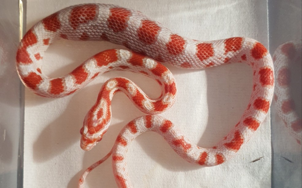 糖果玉米蛇喂食大作战,磨磨唧唧胆子小的要死