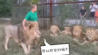 狮王奇克：我可以揍小狮子吗