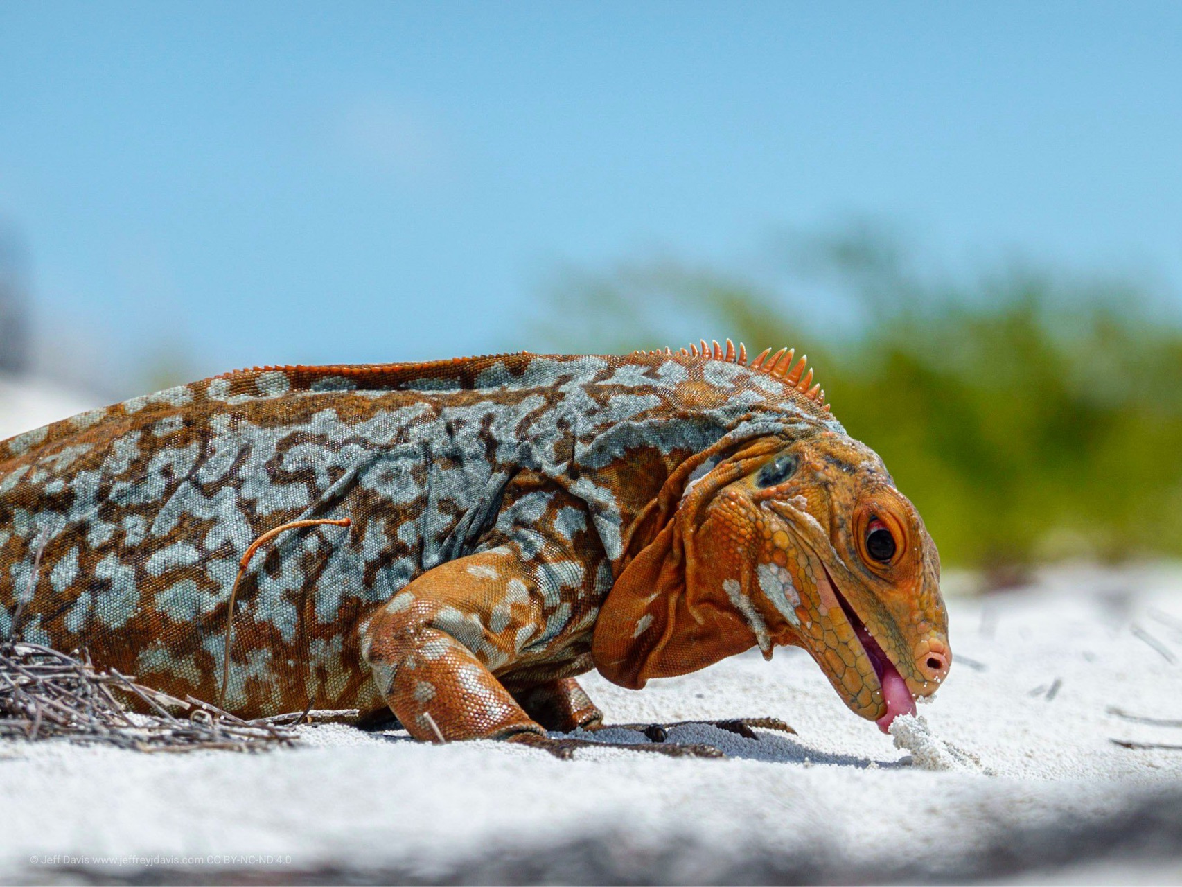 圣萨尔瓦多岩鬣蜥 cyclura rileyi