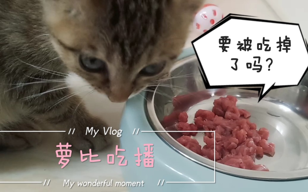 小奶猫第一次吃生肉爽到停不下来(oẅo)哔哩哔哩bilibili