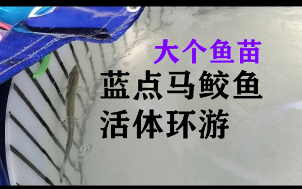 大个蓝点马鲛鱼(鲅鱼)苗在车载采集暂养池中环游无水流哔哩哔哩bilibili