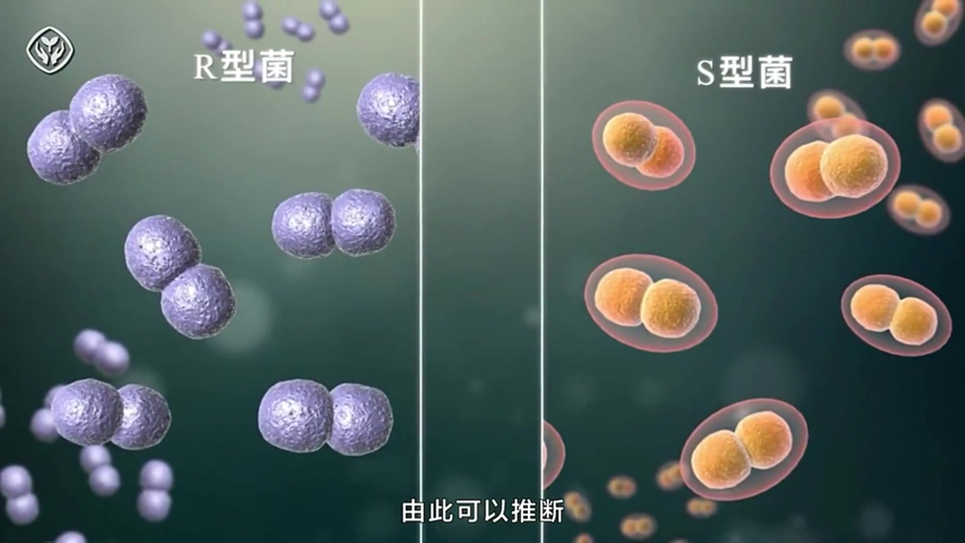 [图]【生物动画】DNA是主要的遗传物质的发现过程