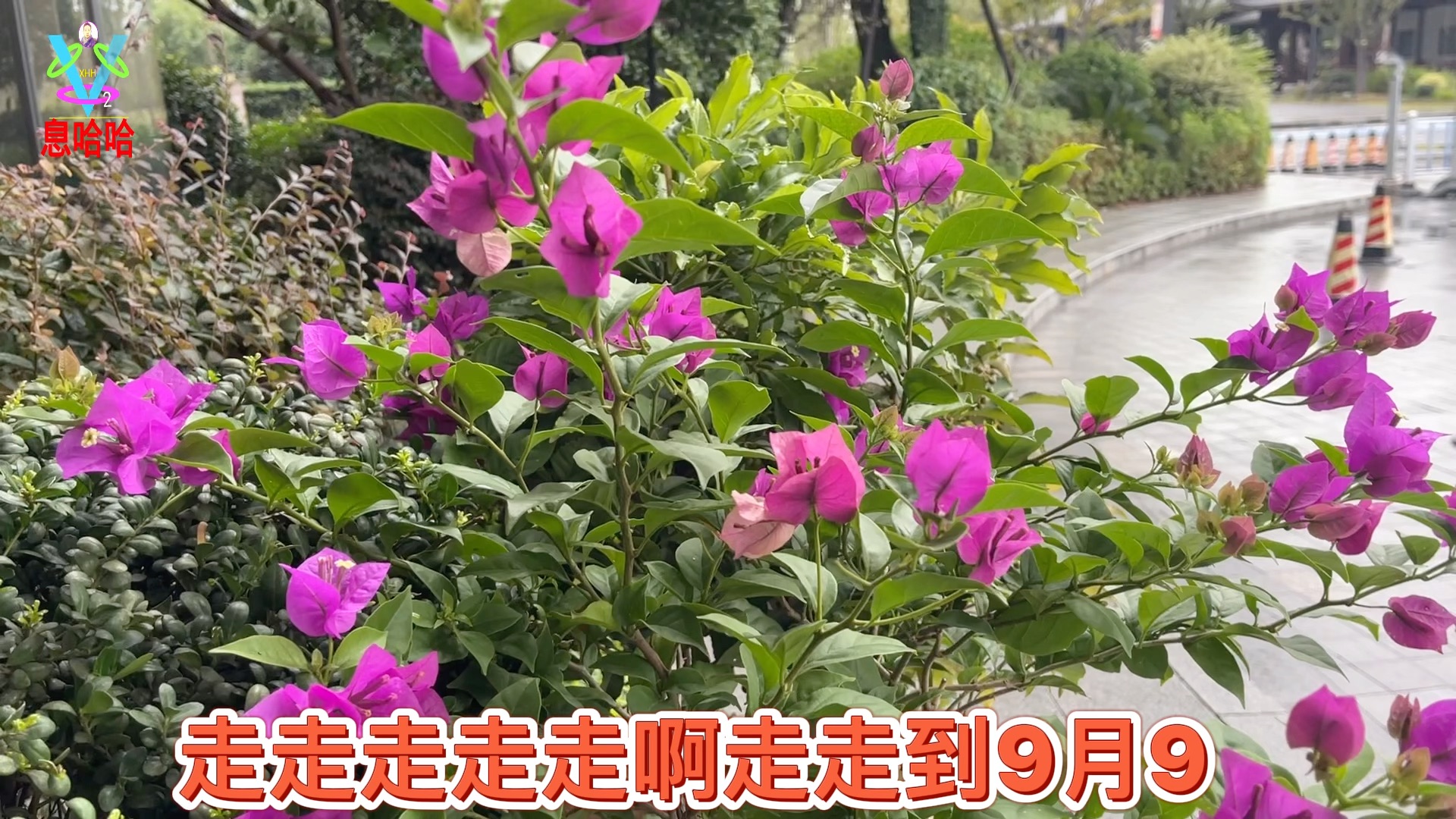 [图]又是一年重阳节《九月九的酒》又听到这首歌，思乡的人漂流在外头