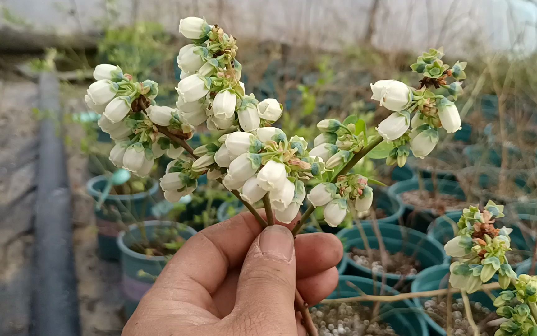 藍莓開花了,花期如何施肥呢?肥料給對了,藍莓才能結果多