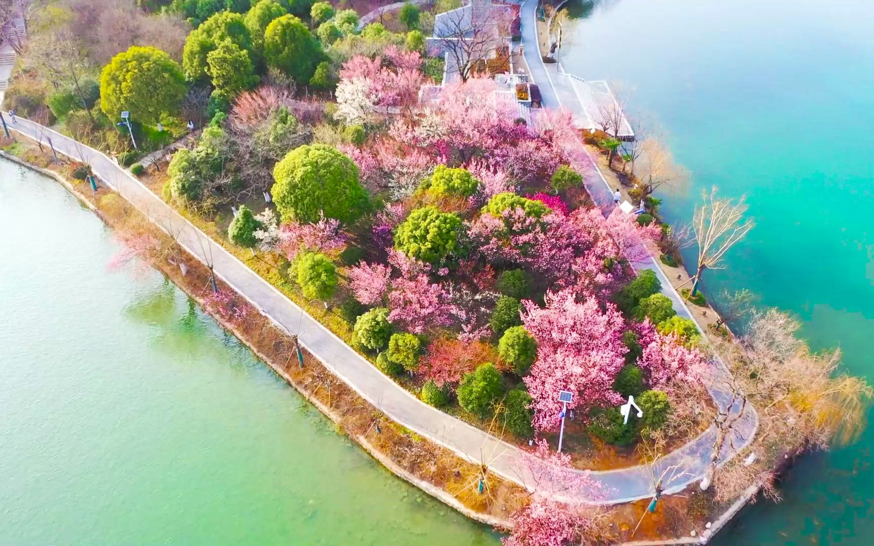 南京珍珠泉"梅花岛"姚青春2023