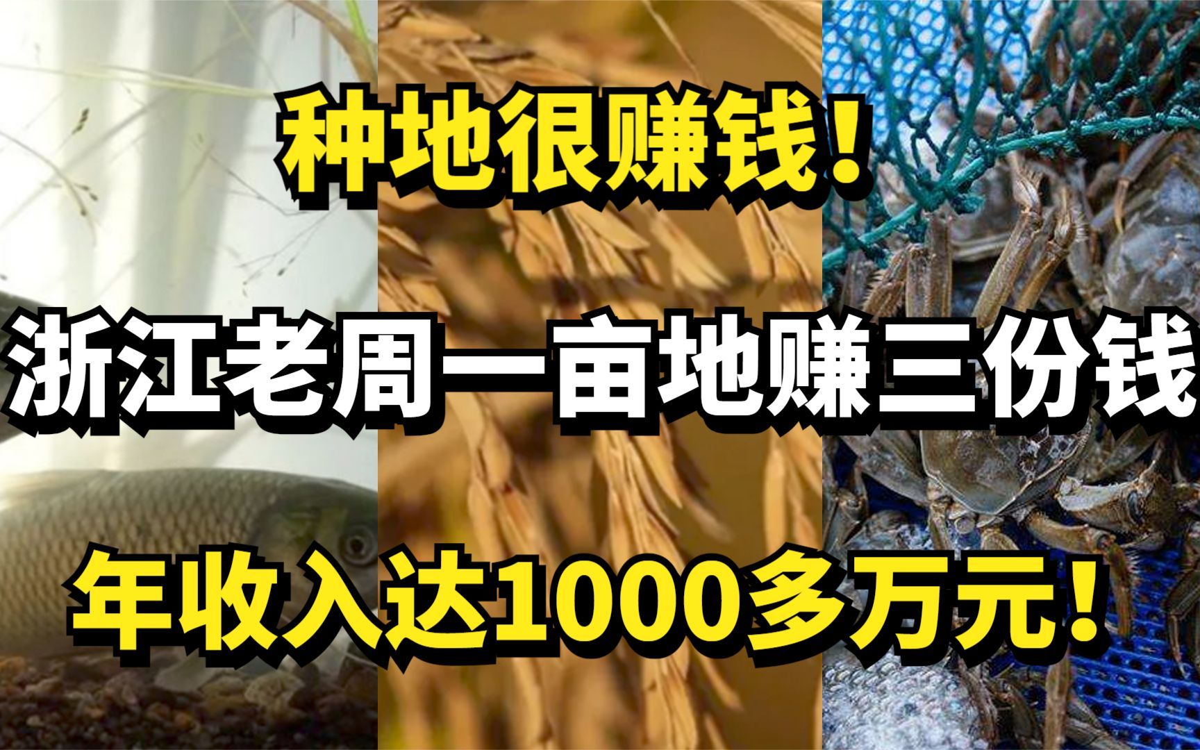 种地很赚钱!浙江老周一亩地赚三份钱,年收入达1000多万元!哔哩哔哩bilibili