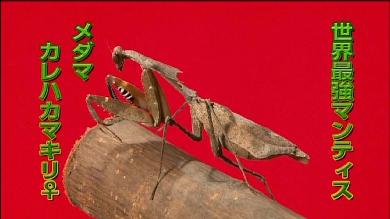 枯叶螳螂vs捕鸟蛛