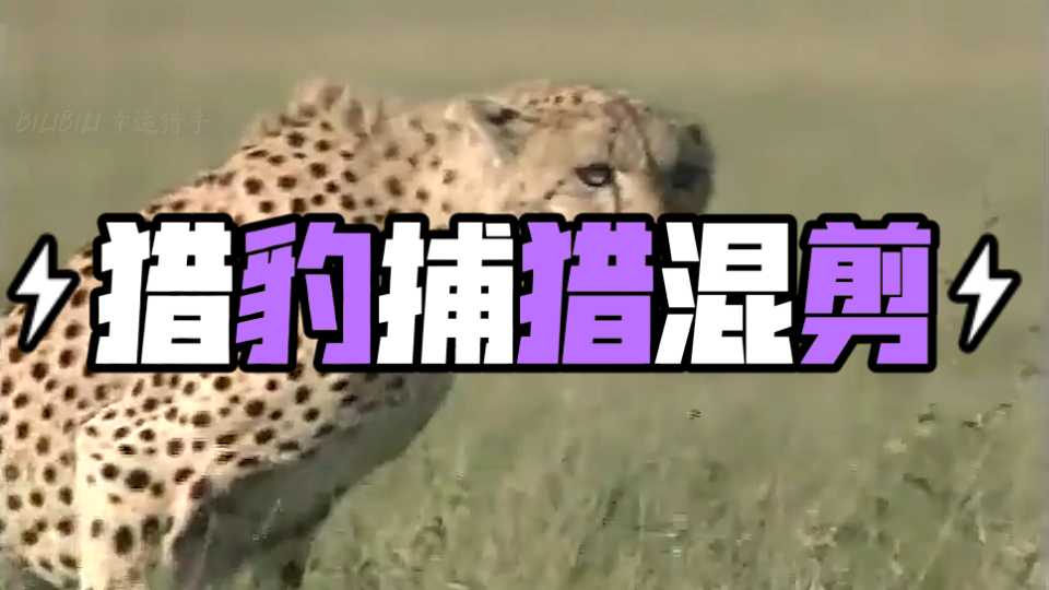 追及相遇问题素材