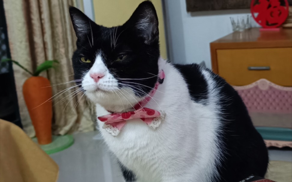 强行爱抚jb猫一分钟