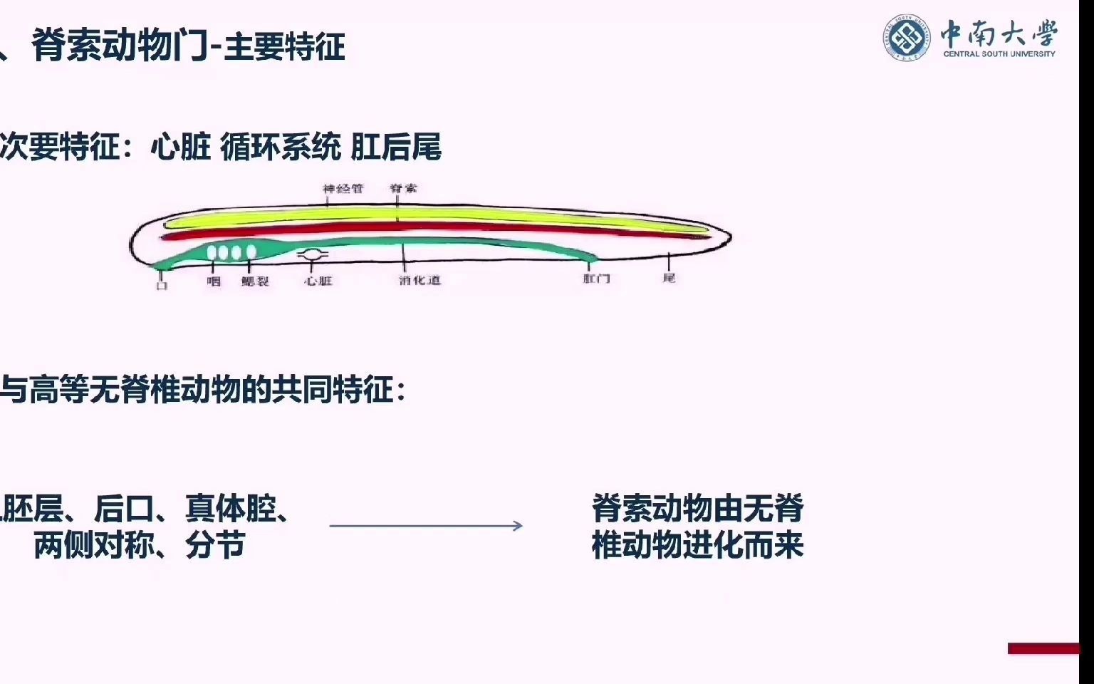 中南大学SNWT线上课程第三节——脊索动物的奥秘哔哩哔哩bilibili