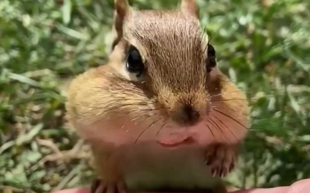 原来松鼠这样吃东西