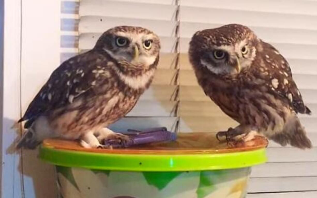 家养猫头鹰卡斯珀和迈克又一只粘人的咕咕鸡