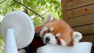 中华小熊猫-哔哩哔哩_Bilibili 中华小熊猫-哔哩哔哩_Bilibili