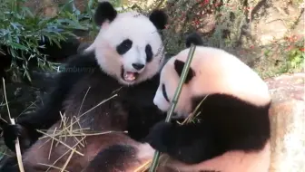 笑晕了！劈竹子机器欢欢大战土匪女儿欢黎黎（旅法大熊猫）
