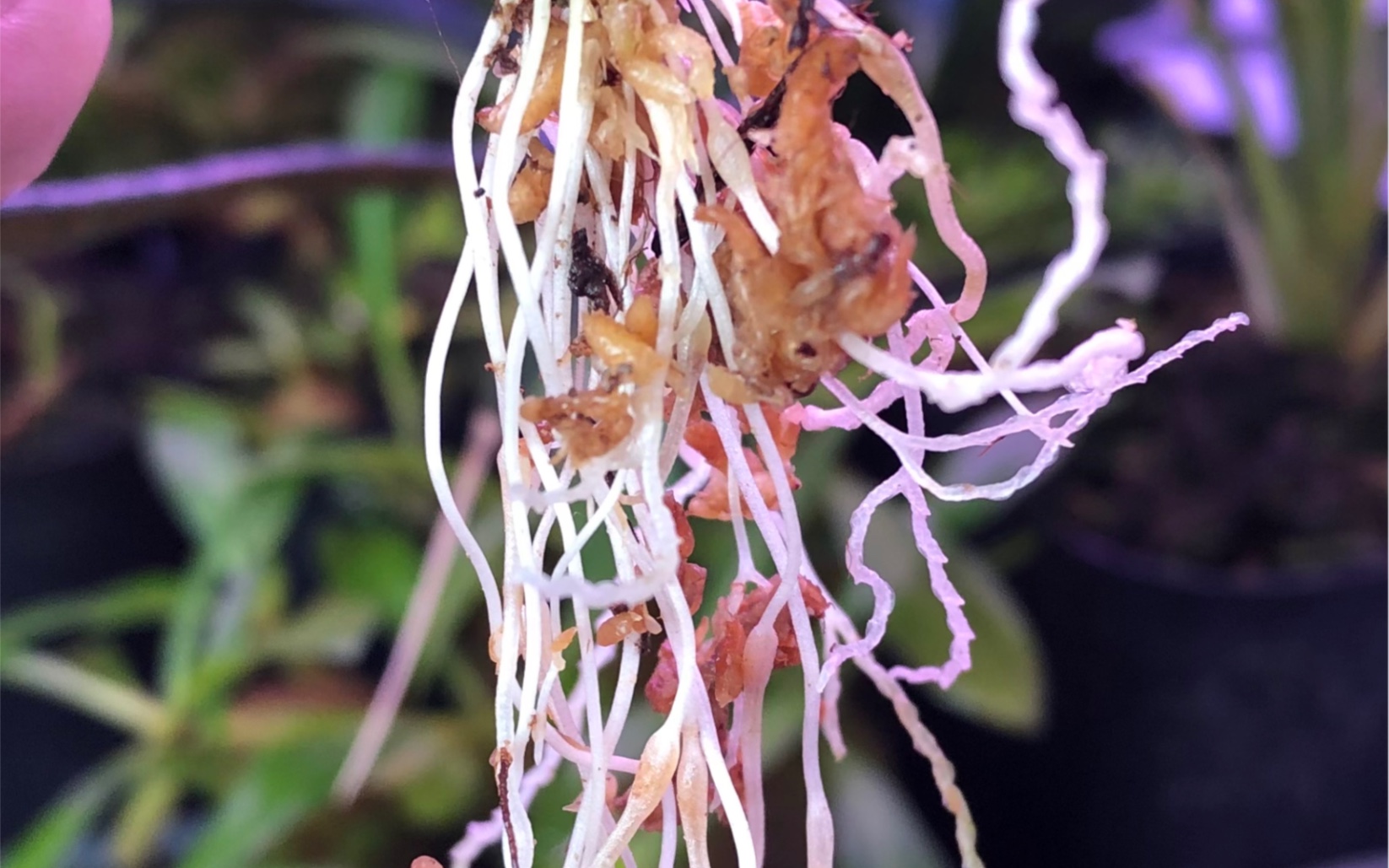 莫泰里卡螺旋狸藻结种子了,开播_哔哩哔哩_bilibili