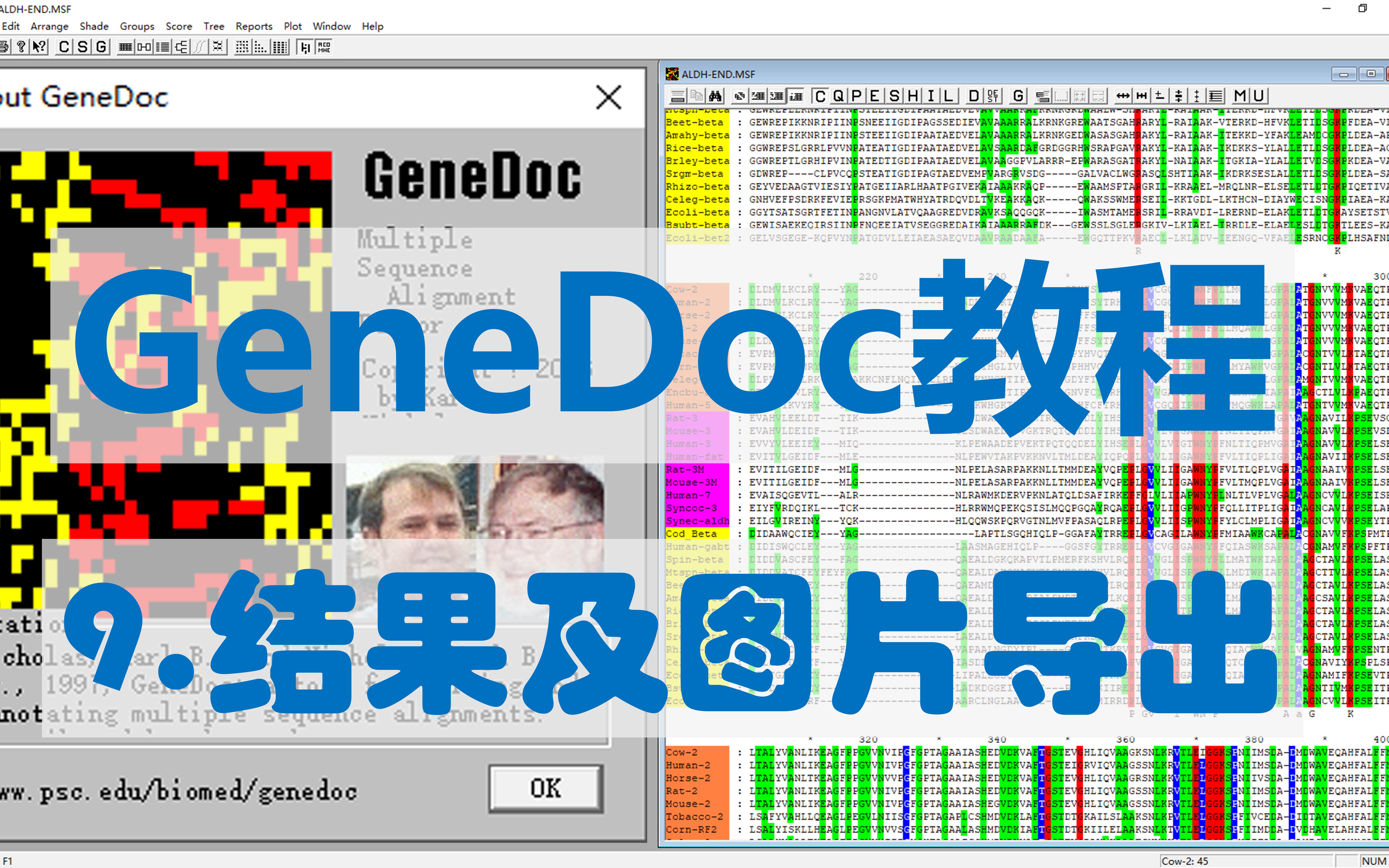 【四方居士】GD#9多序列比对美化软件GeneDoc结果及图片导出