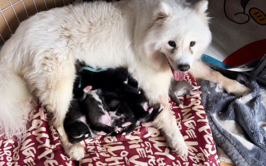 小白生(小小白)啦