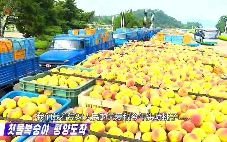 [图]【朝鲜各地】水果郡把头喷桃子送给首都市民