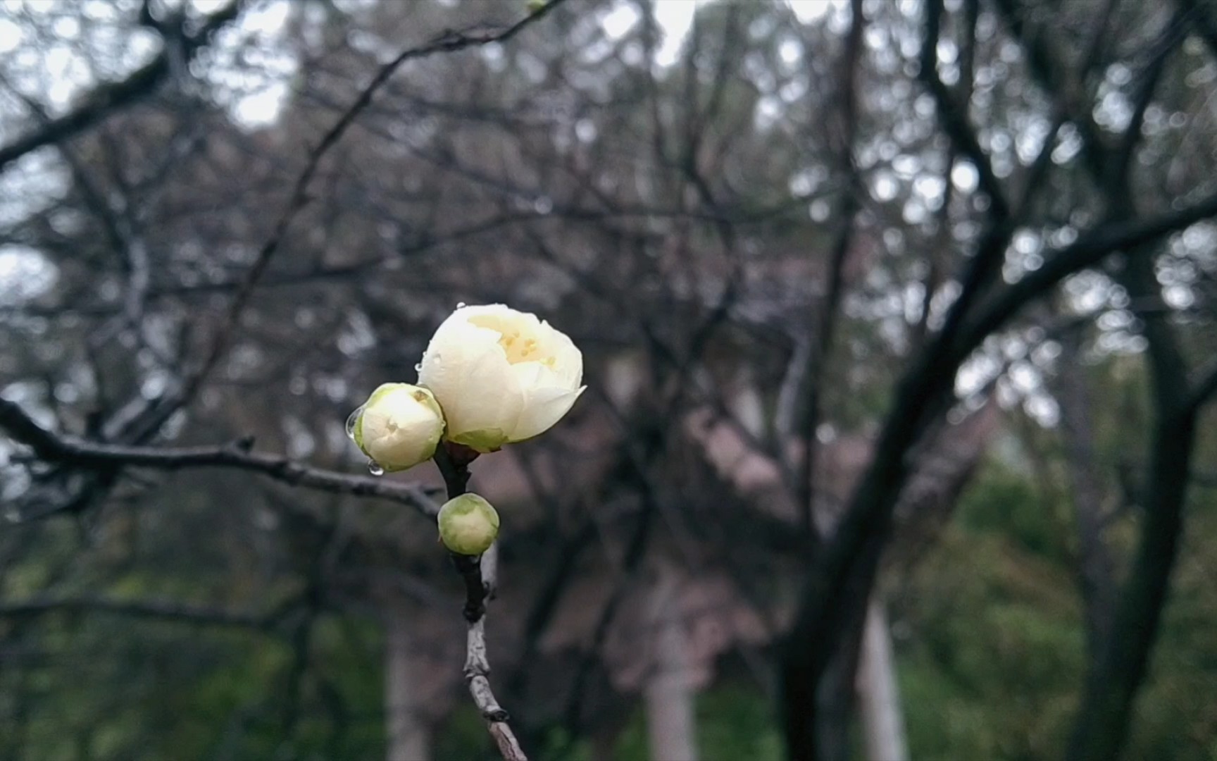 莫对青山谈世事,此间风物属诗人.静待一朵梅花的盛开哔哩哔哩bilibili