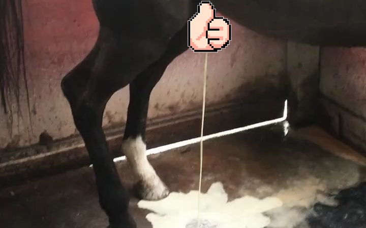 【公马撒尿】这头公马在尿尿