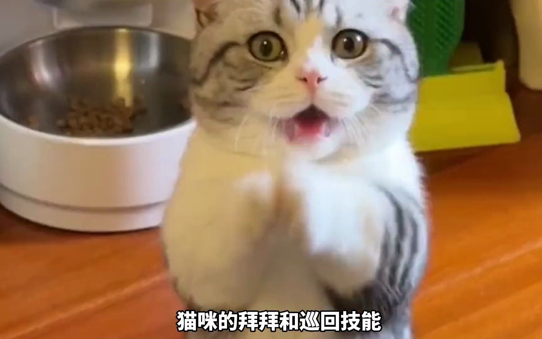 [图]猫咪可以学这些技能，你会教吗？