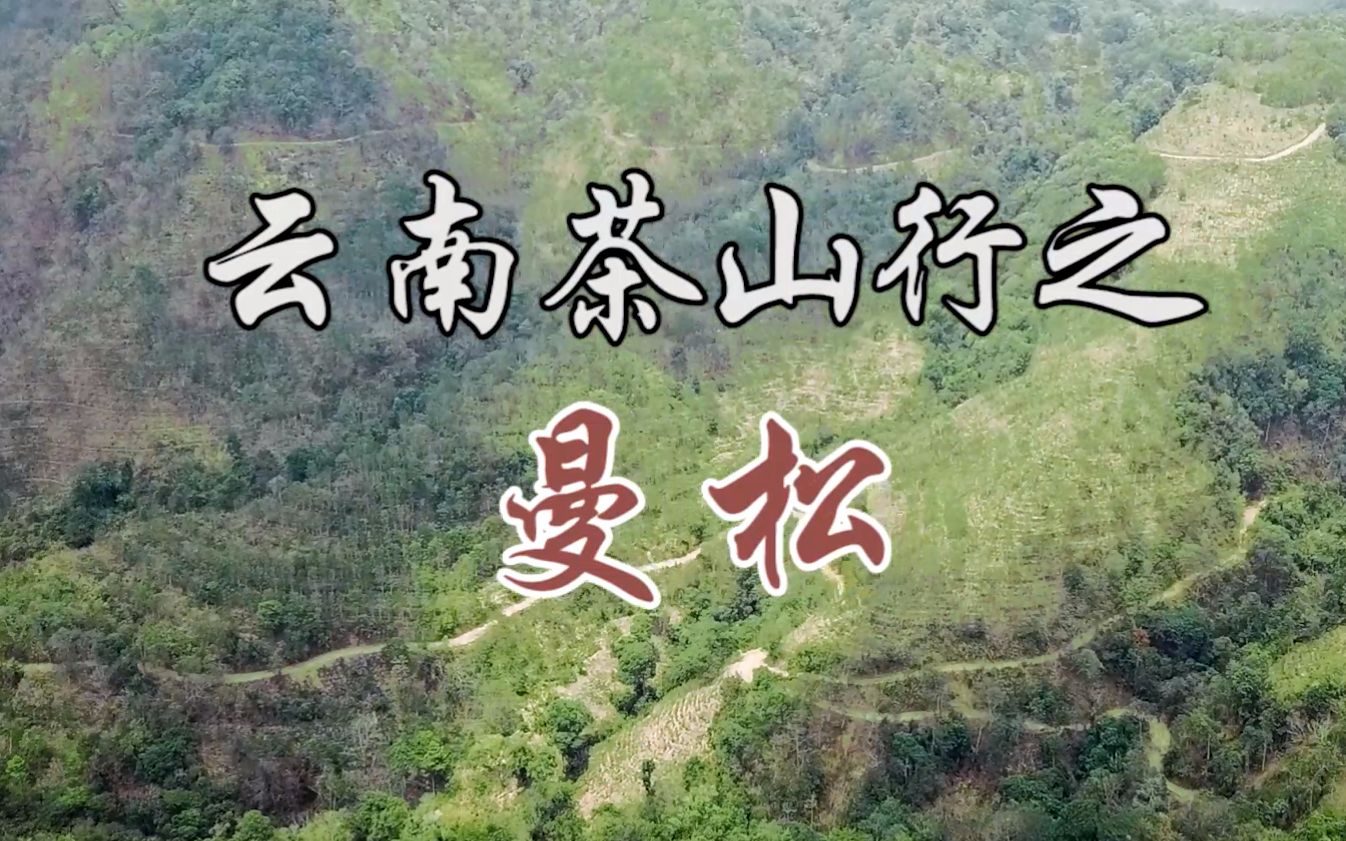 [图]2020年一球茶业寻茶记——曼松