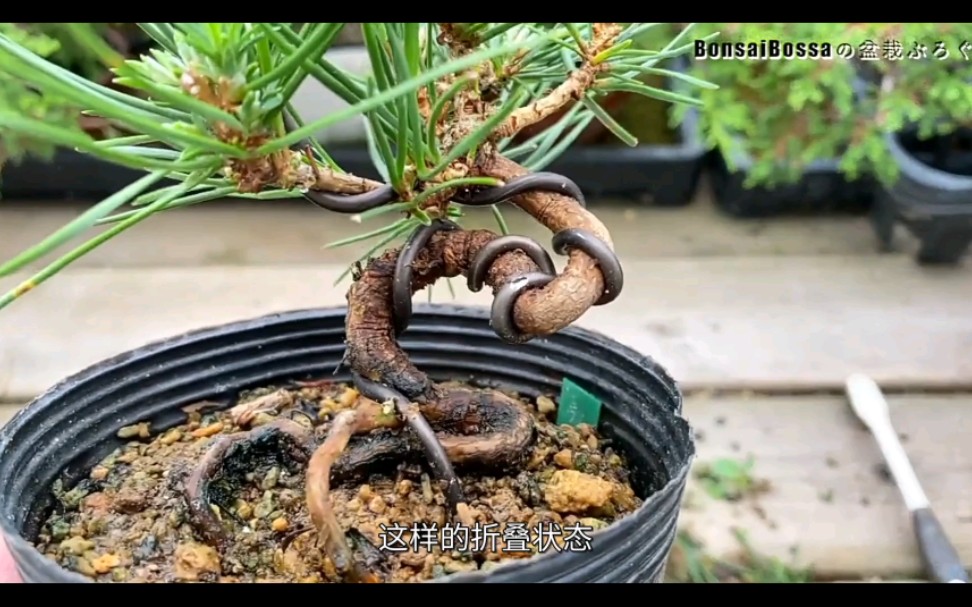 黑松素材调整造型(bonsai bossaの盆栽)哔哩哔哩bilibili