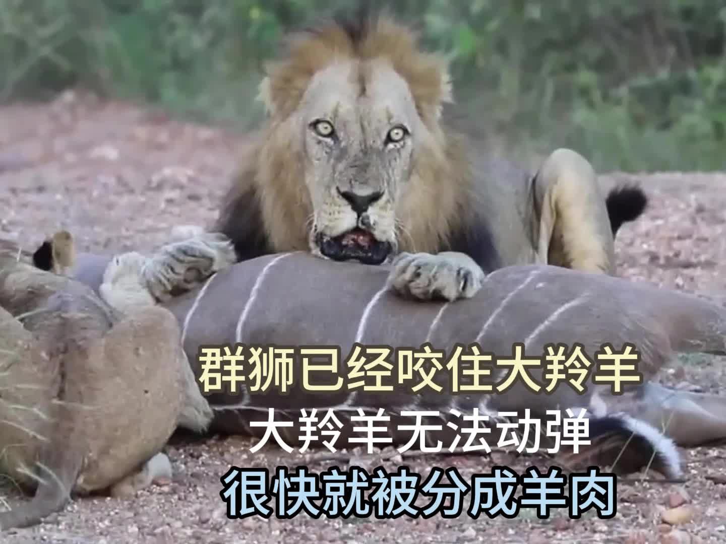 群狮已经咬住大羚羊,大羚羊无法动弹,很快就被分成羊肉