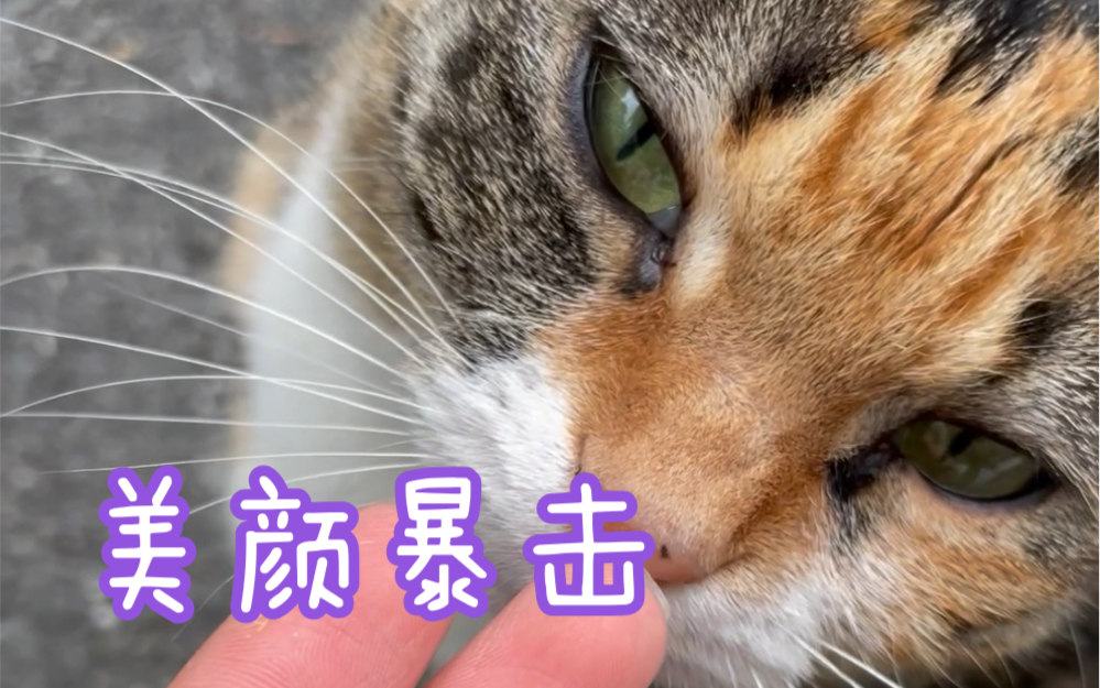 【东华滴猫】1.18回学校处理一点猫协的事 虽然离开了10天 但是猫猫还记得 但一个月就不行了 哭泣哔哩哔哩bilibili