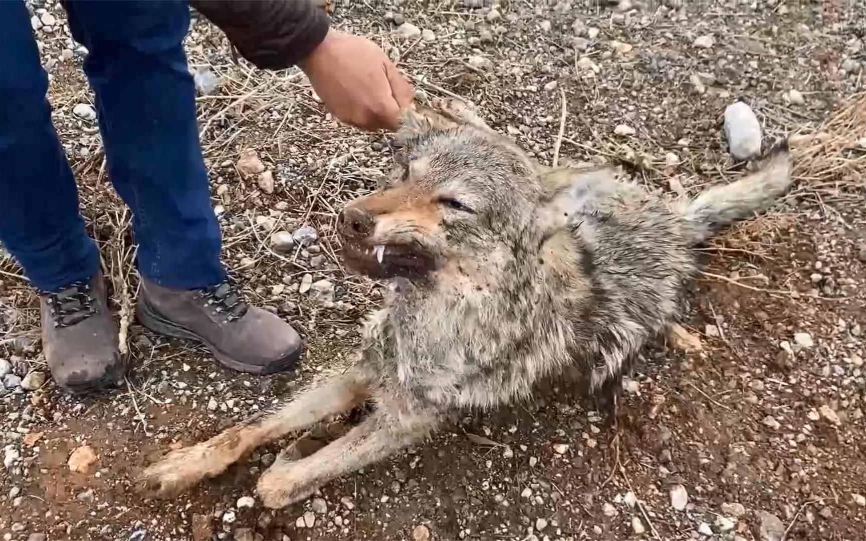 [图]牧羊犬独战孤狼，单枪匹马远途追击，虽然带伤而归但却是野狼克星