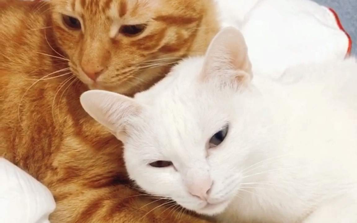 【橘猫 白猫】闹闹君和墨墨酱的日常|结尾橘猫凝视_哔哩哔哩 (゜-゜)