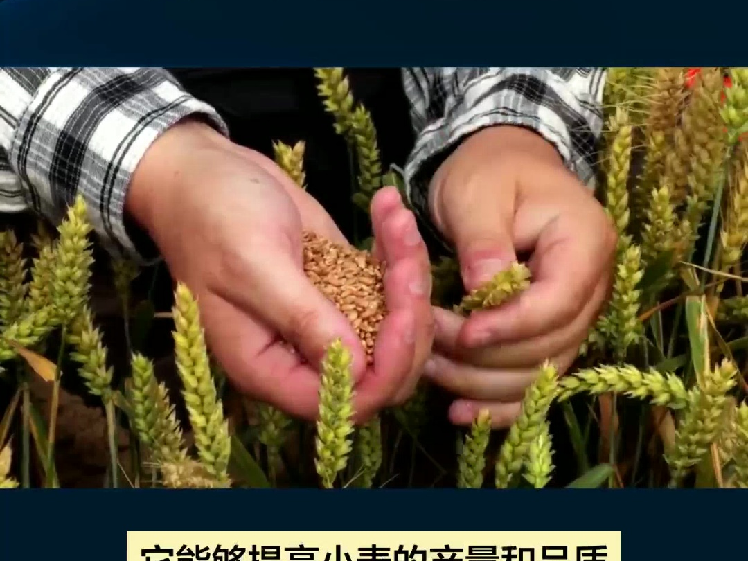 小麦专用硒肥——提升产量与硒含量的秘密武器哔哩哔哩bilibili