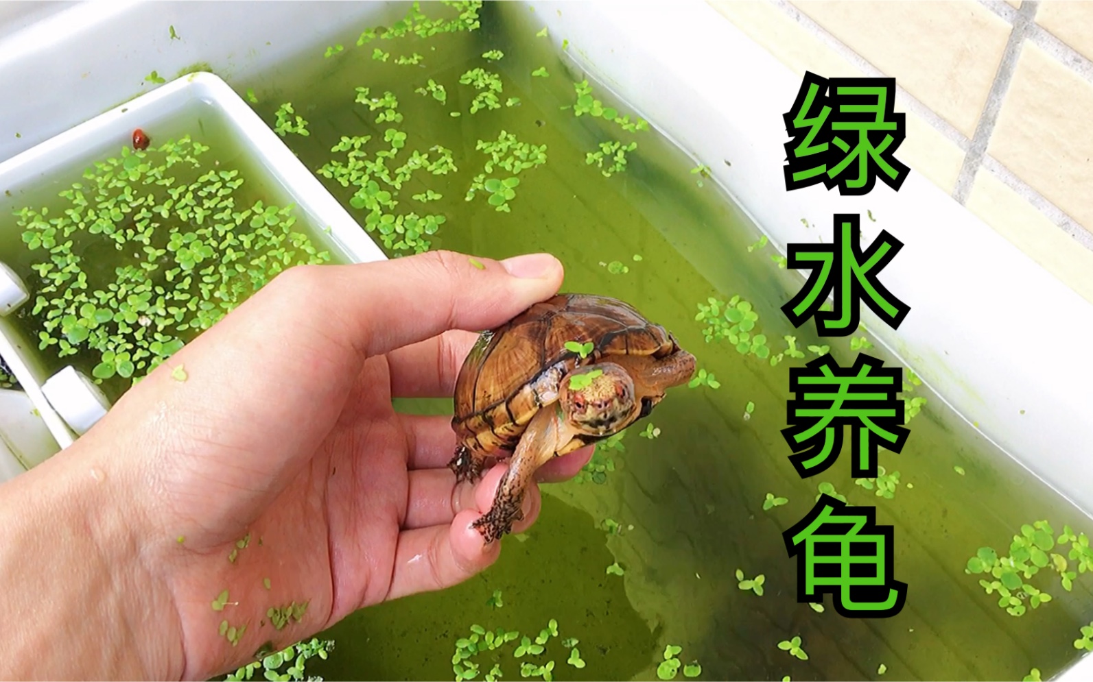 绿水养龟好处多，养龟大佬都推荐的养龟方法！你了解吗？_哔哩哔哩_bilibili