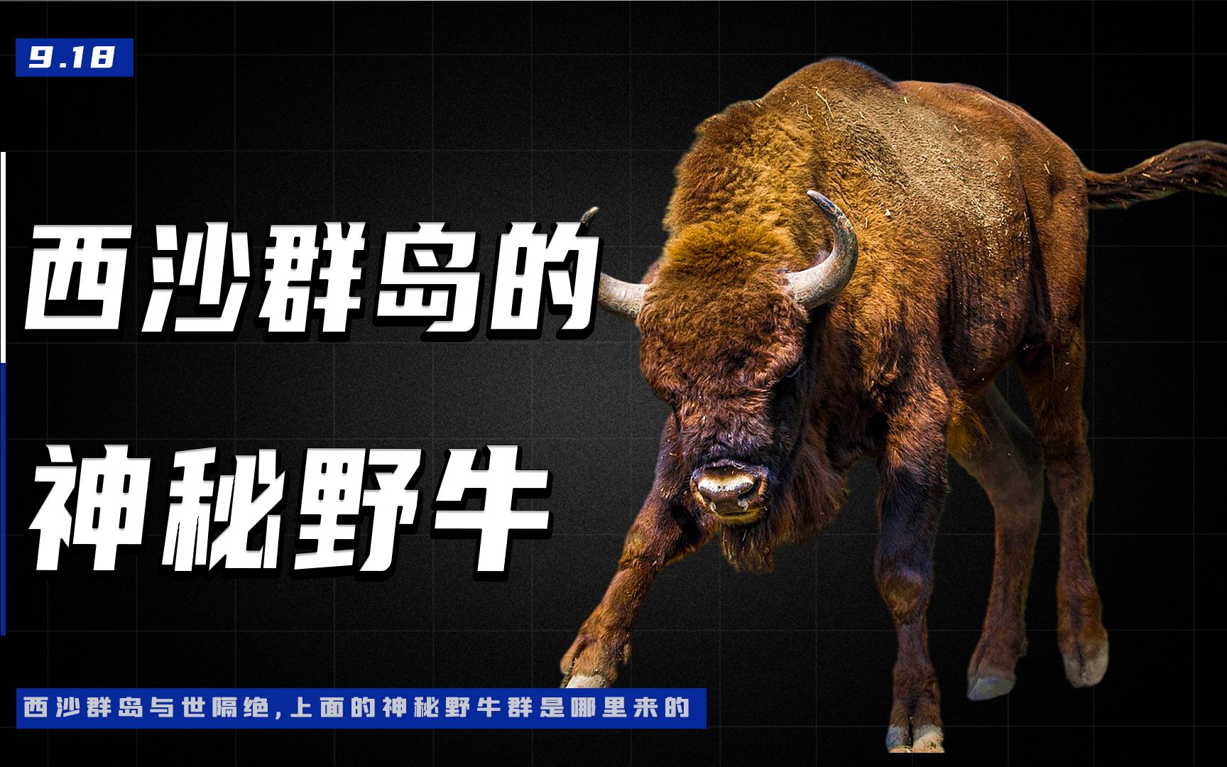 西沙群岛与世隔绝,上面的神秘野牛群是哪里来的?