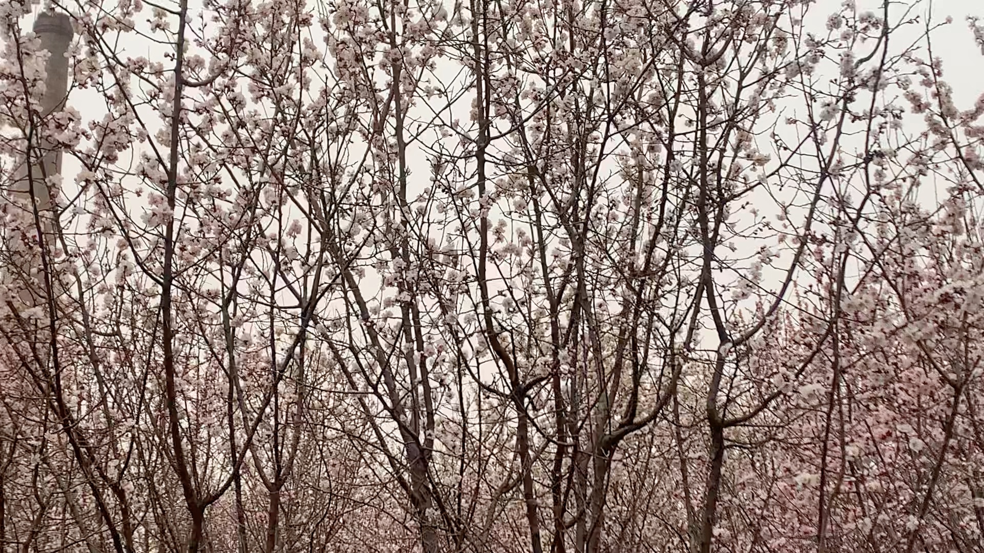 [图]杏花春雨