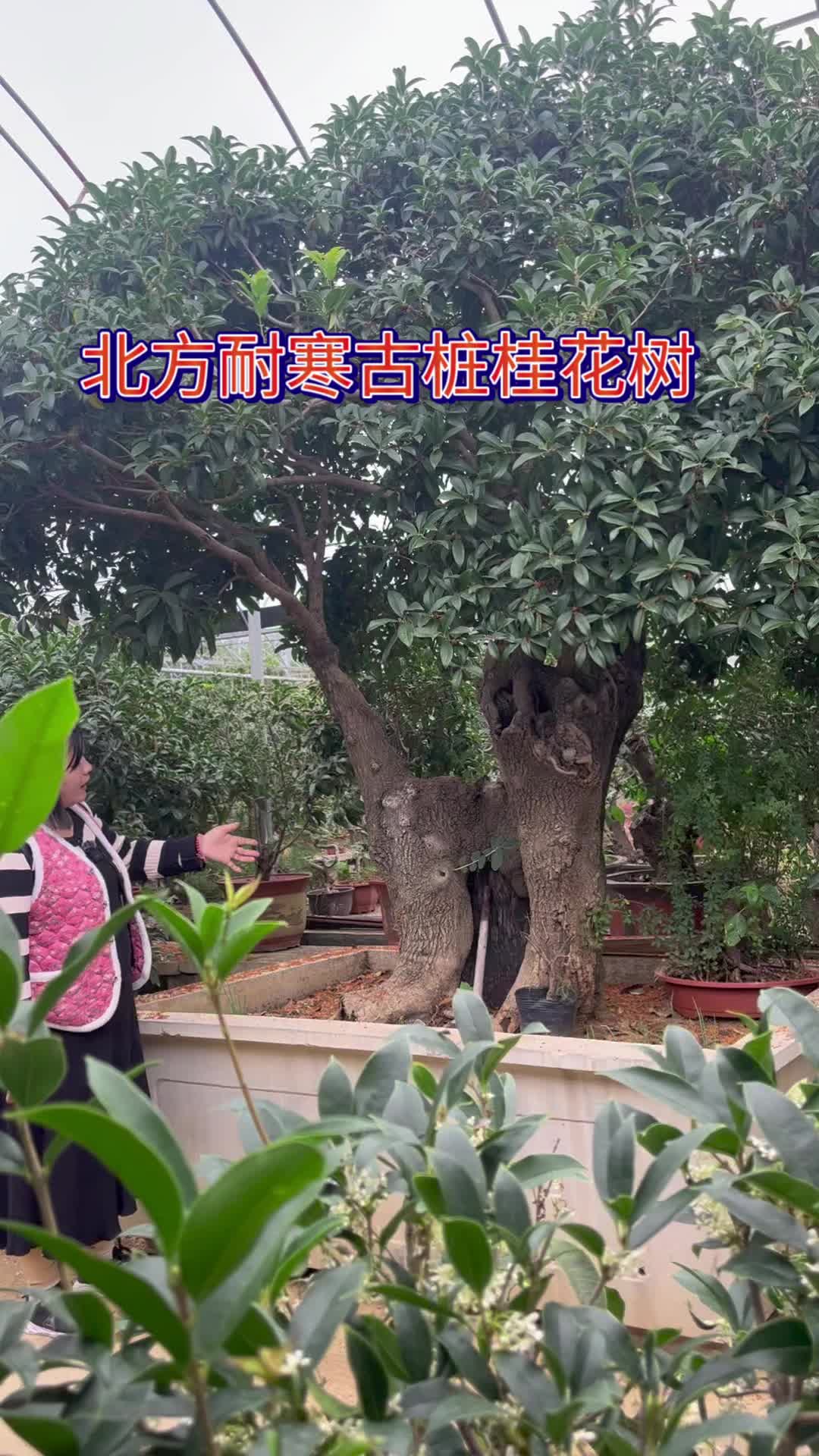 北方既耐寒又名贵树种图片