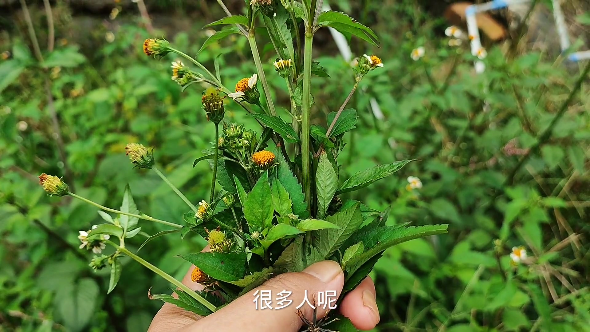 這種農民討厭的野生植物,被稱之為天然