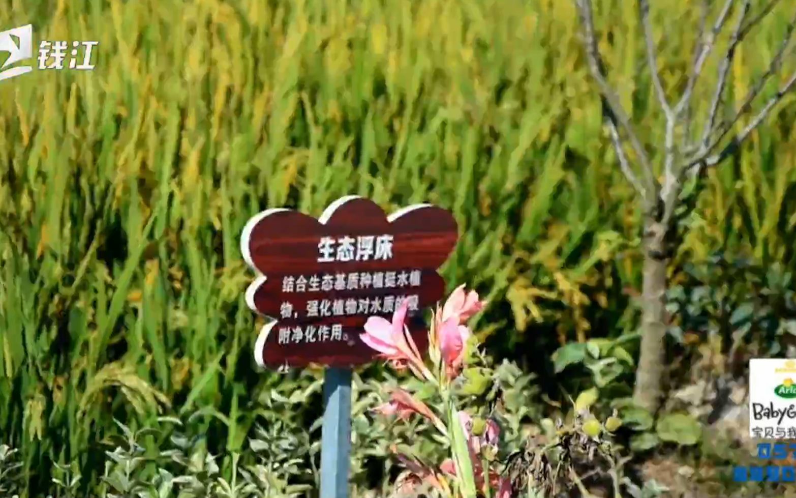 [图]永康将生态建设武装到细节 农业绿色发展 小水沟摇身一变成生态沟渠