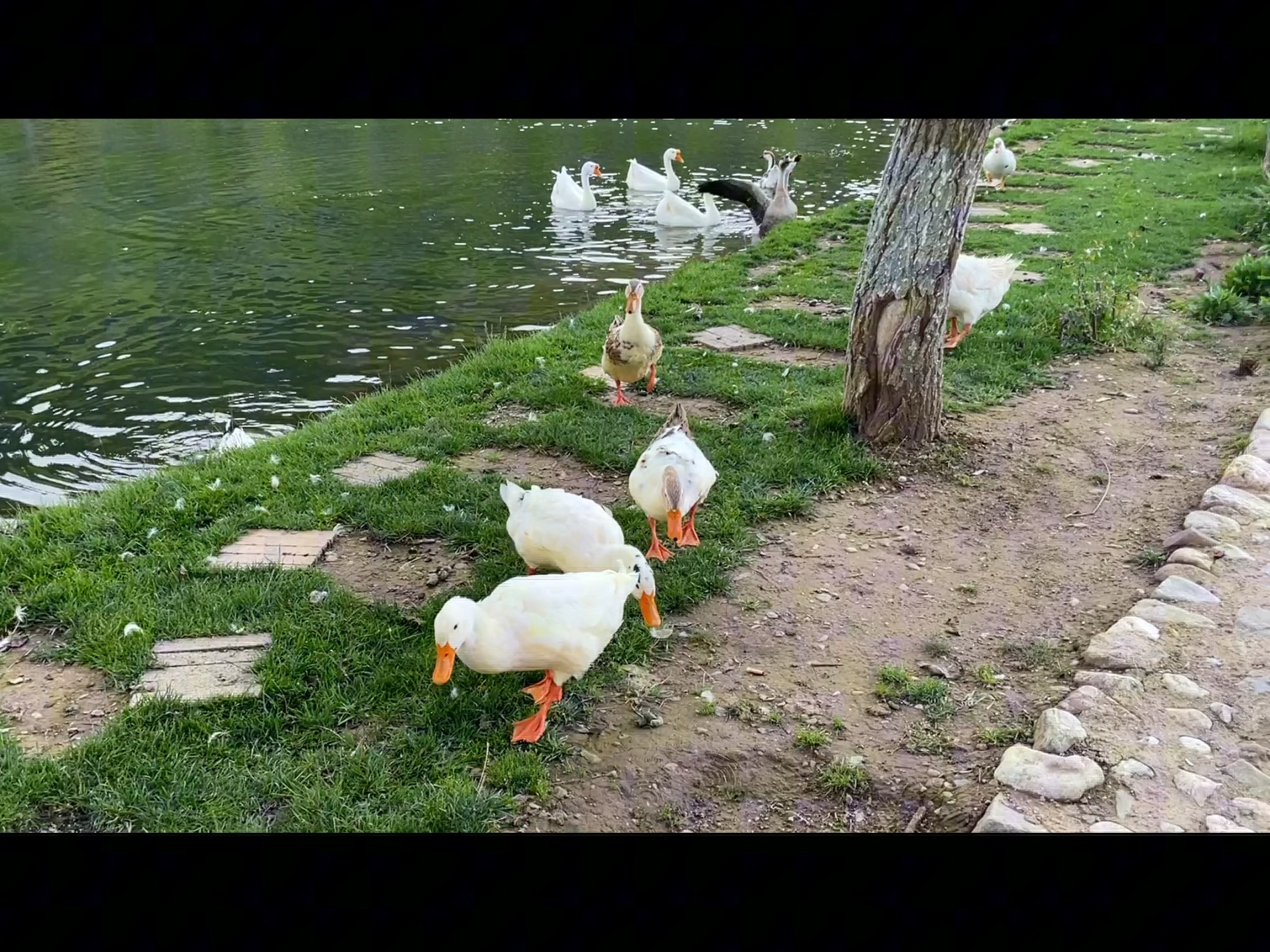 定西市鹿鸣谷被赶鸭子上架名场面