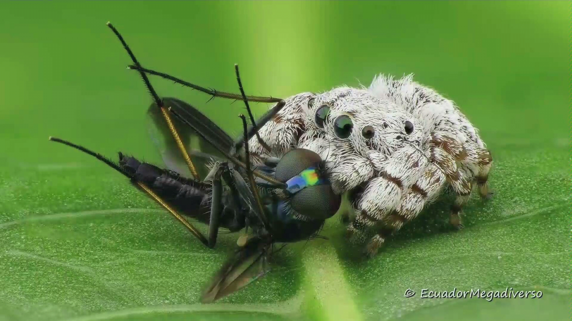 [图]小蜘蛛卢卡斯正在享用它的早餐。【Lucas the Spider having breakfast】