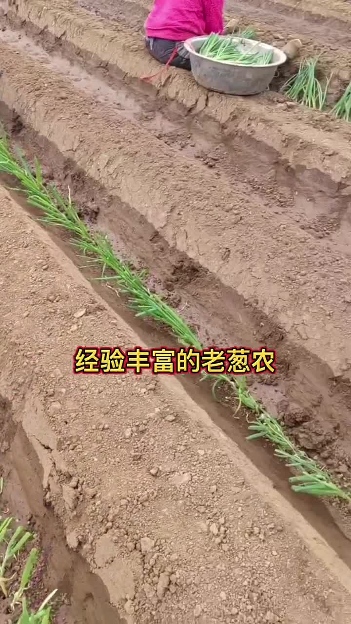 大葱种植管理技术种植技巧哔哩哔哩bilibili