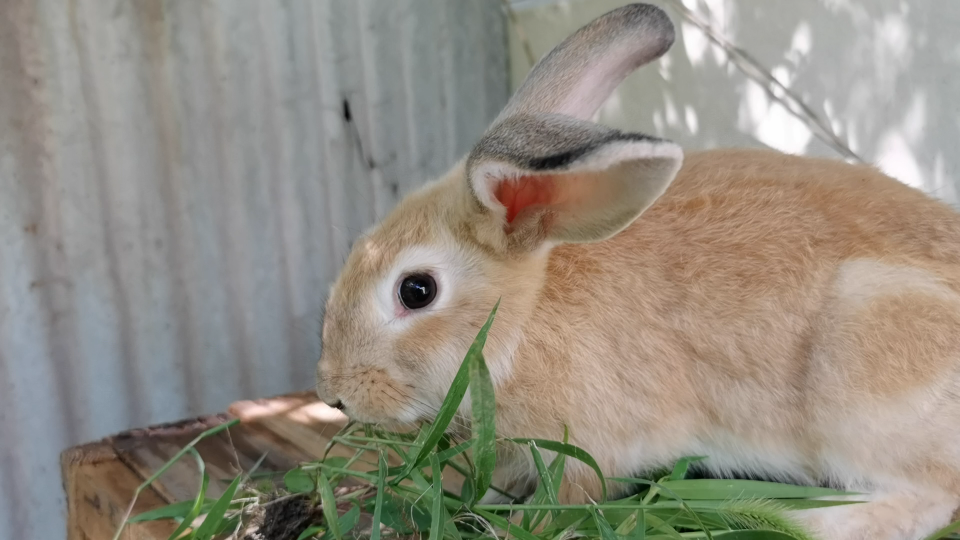 小黄兔越长越黑了