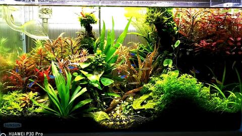 高密度水草种植 哔哩哔哩